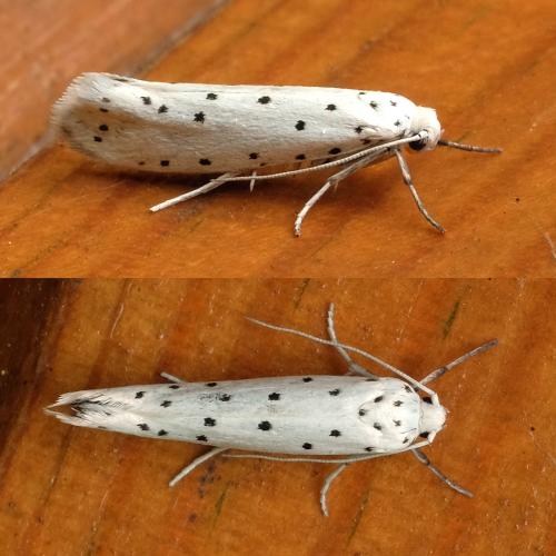 Yponomeuta sp.